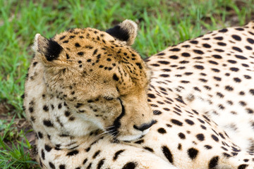 close-up of sleeping cheetah (Acinonyx jubatus)
