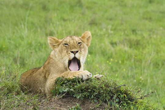 Yawning Lion Cub Laying On A Grass