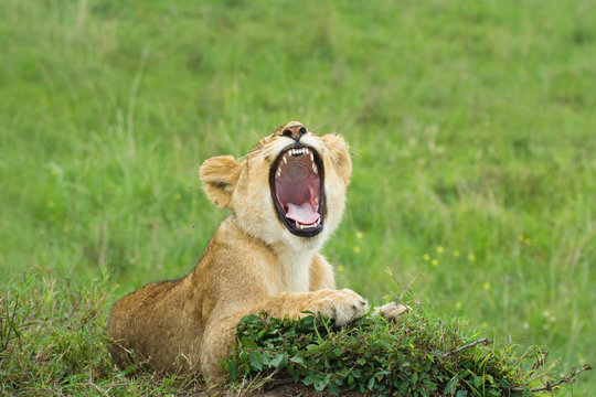 Fototapeta yawning lion cub laying on a grass