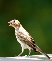 Carolina Sparrow