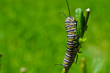Monarch Caterpillar Munching