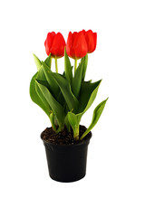 Tulips on white background -5