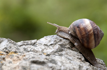 snail on stone