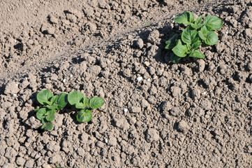 plants de pomme de terre 4