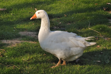 oca