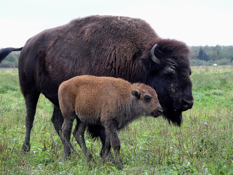 Bison of amerique
