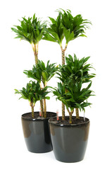 Dracaena plant isolated on the white background