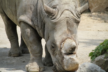 Obraz premium rinoceronte