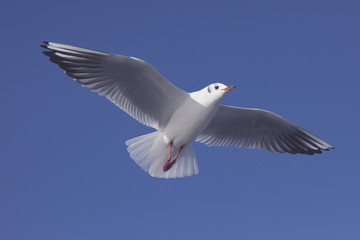 青空と白いカモメ