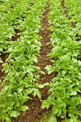 Potatoes field