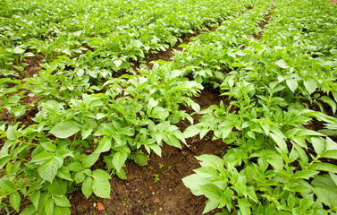Potatoes field