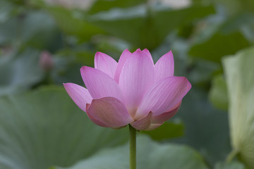 横からの花弁が綺麗なはすの花