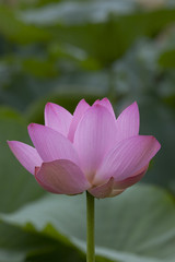 Fototapeta premium 縦位置で真横から見たはすの花