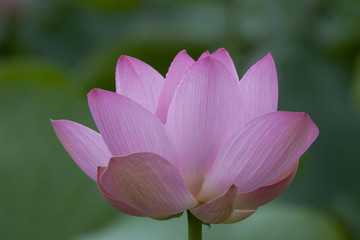 真横から見たはすの花