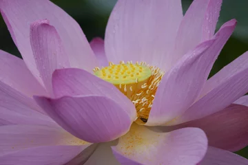 Fototapeten Up-and-down-Blume von der Seite gesehen © macnai