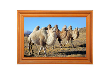 Photo of camels