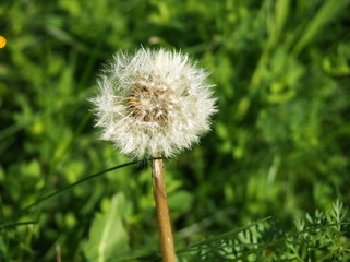 pusteblume