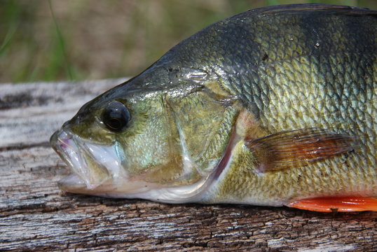 Flussbarsch