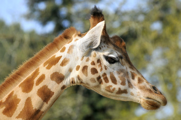 Portrait de profil d'une girafe