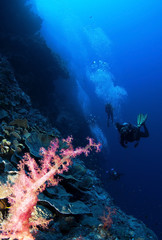 Fototapeta na wymiar pink soft coral and scuba divers in background
