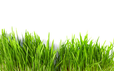 Fototapeta premium grass green