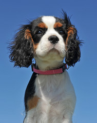 chiot cavalier king charles