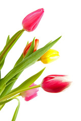 Naklejka premium colorful Dutch tulips over white background