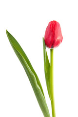 red tulip in closeup over white background