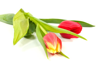 red tulips in closeup over white background