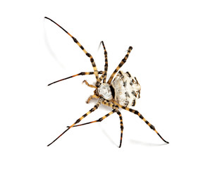 Spider isolated on white background