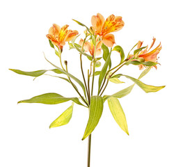 Yellow lily isolated on white