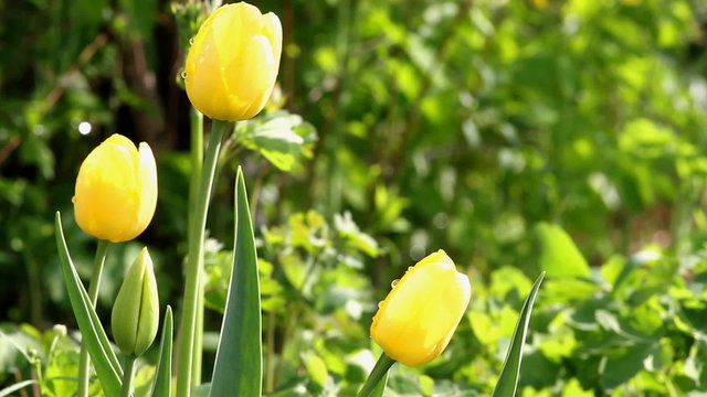 flowers and rosa
