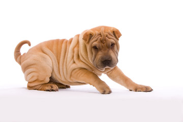 Shar Pei vor weißem Hintergrund