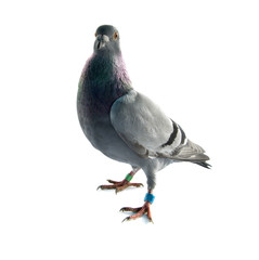 pigeon