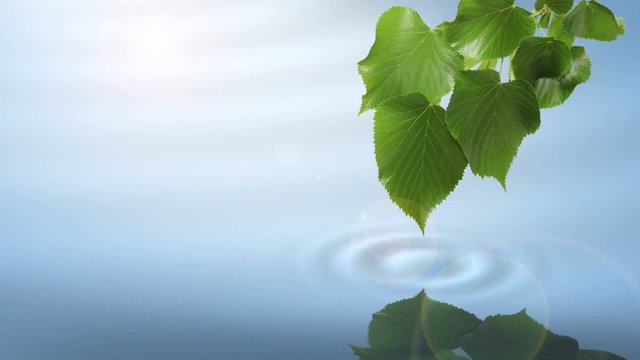 Leaf with soft water ripple and reflection