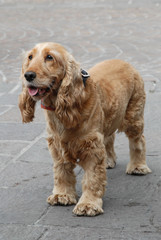 COCKER
