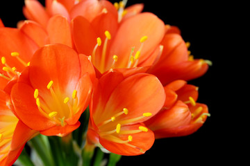 Clivia Minata in bouquet on black