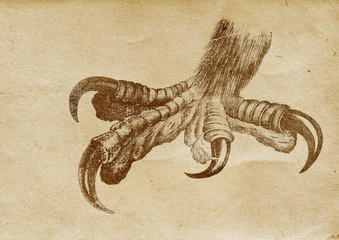Bird's Claw Illustration (from late 1800)
