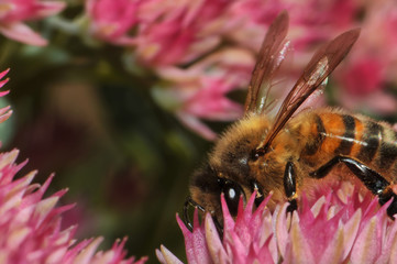 insecte butinant