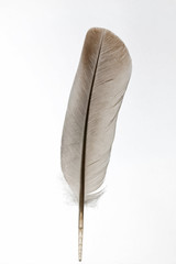 Feather on White Background