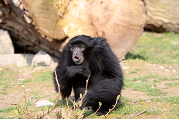 Siamang