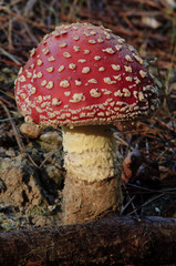 Toadstool
