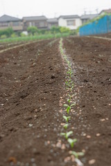 住宅街での農業
