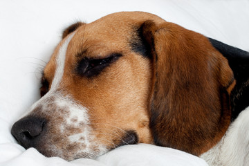 Tricolor beagle puppy sleeping