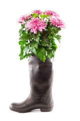 Bouquet of pink asters in a rubber boot.