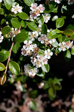 Abeille qui butine une fleur