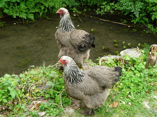 chickens