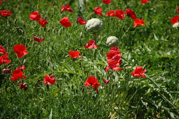 Coquelicots et artichauts