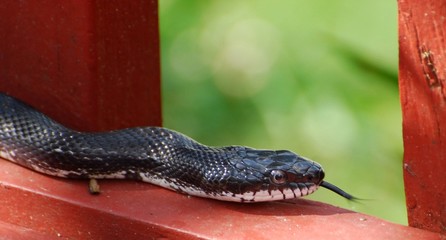 Snake
