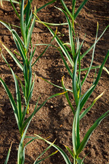 Onions Growing In The Garden